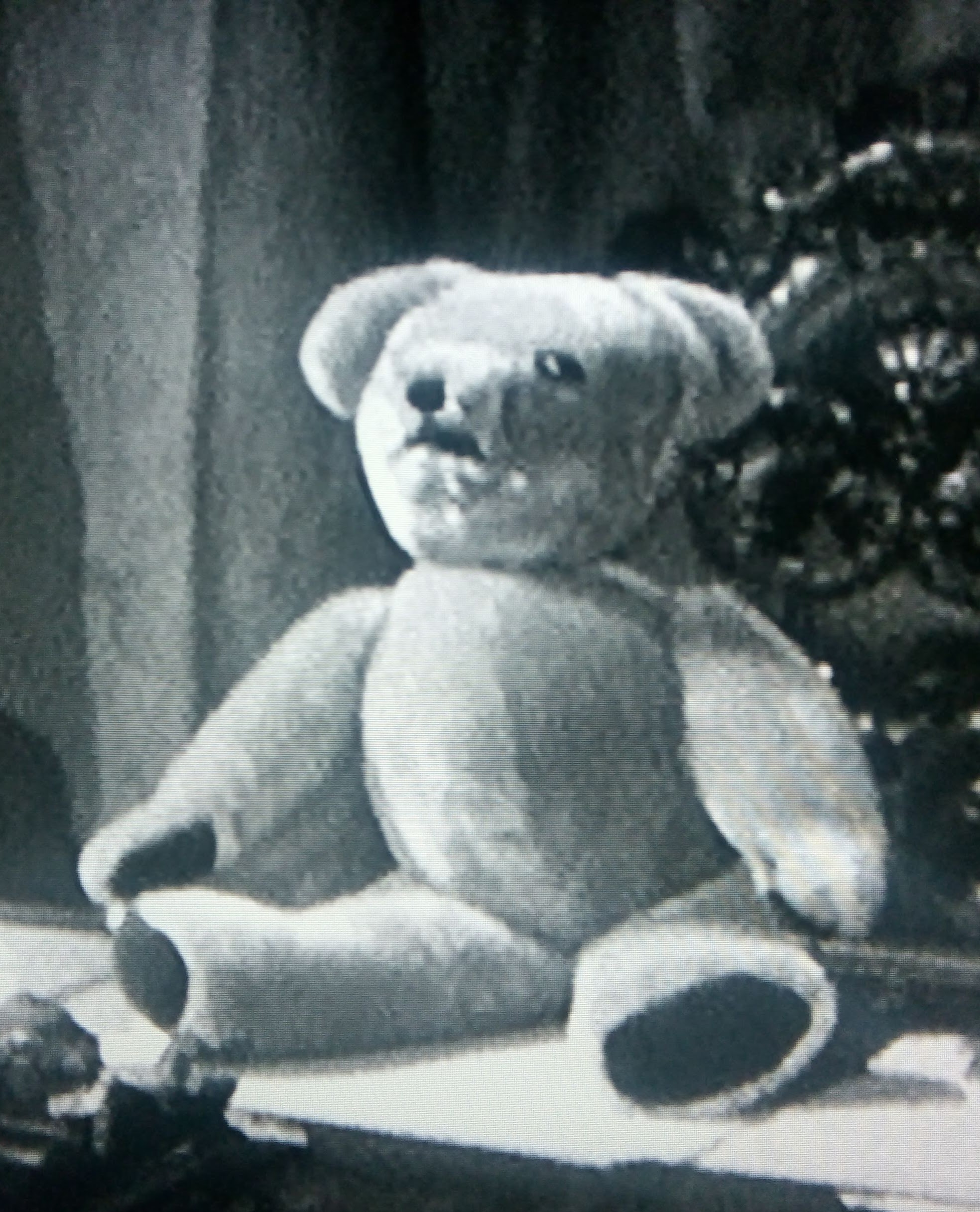 Photo of Mr. Teddy Bear