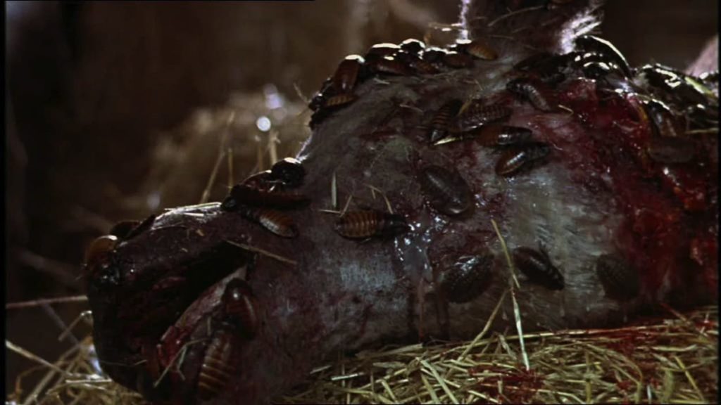 An insect infested cadaver