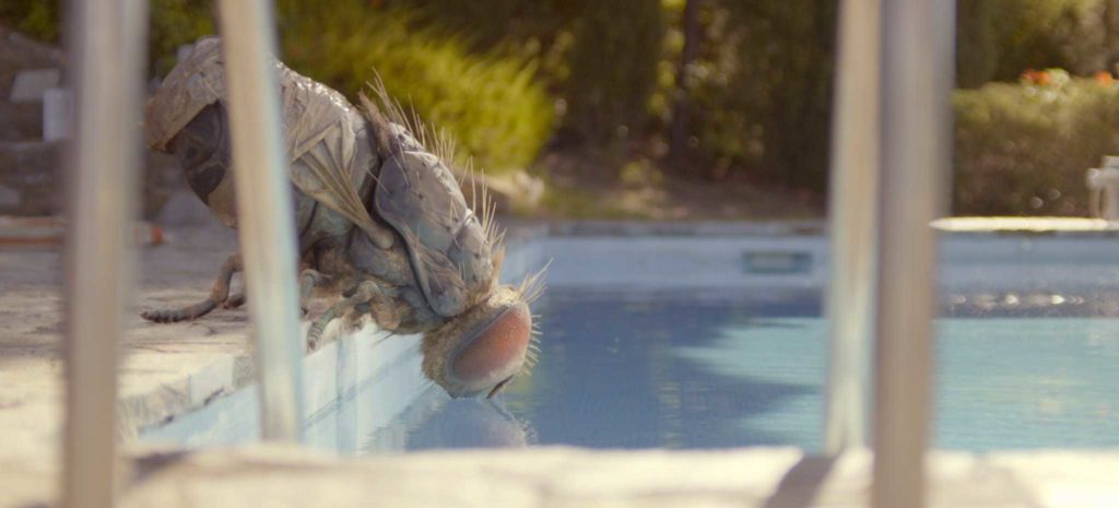 The fly drinks from a pool