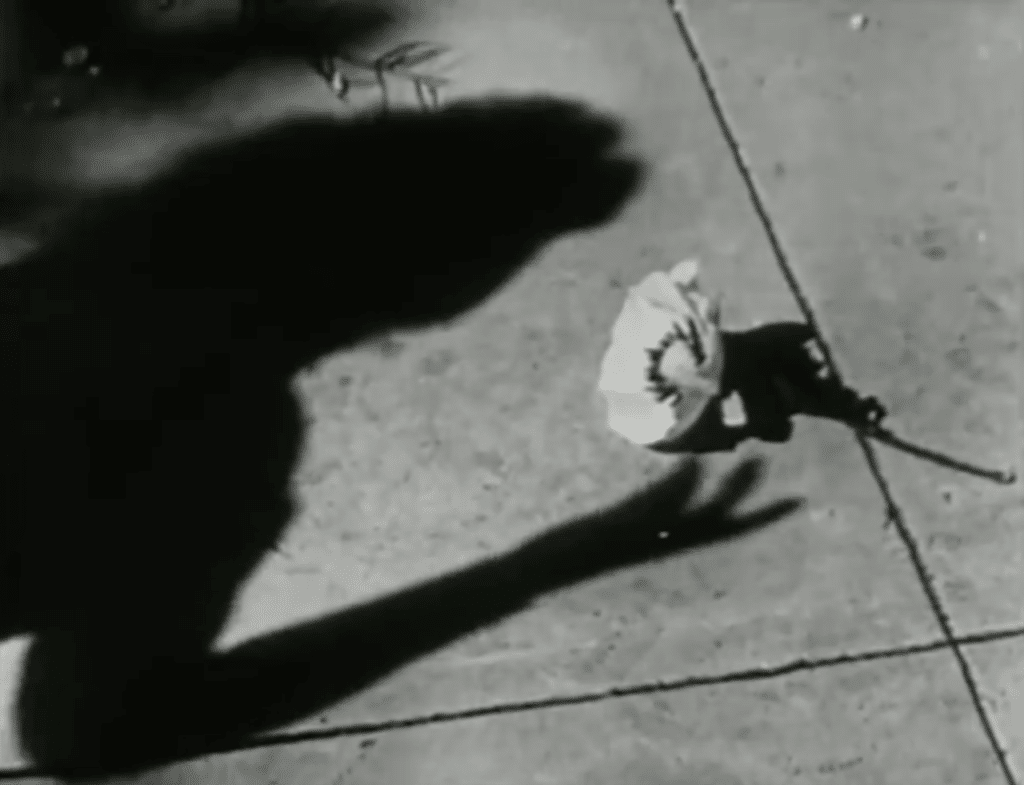 The shadow of a hand reaches for a flower