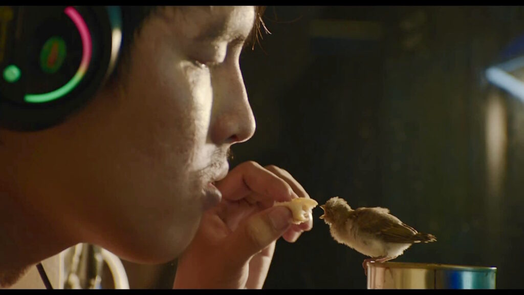 Thien feeds a baby bird