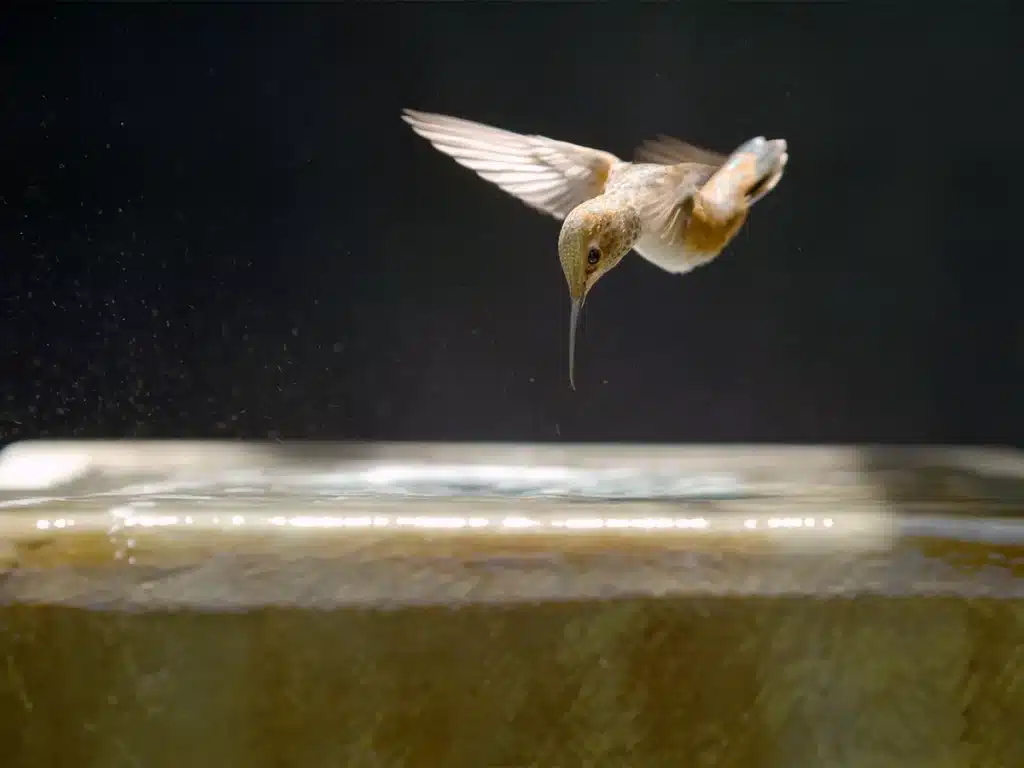 A hummingbird caught mid flight