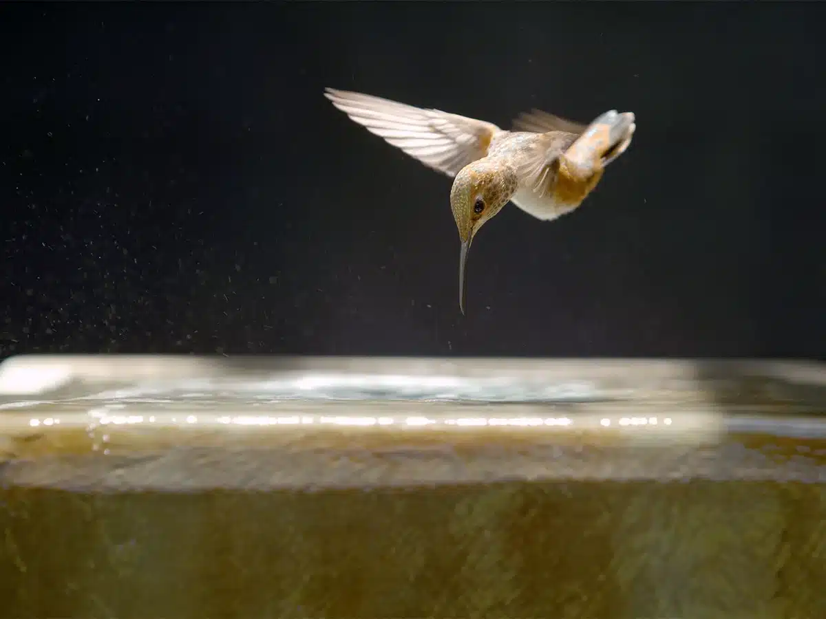 A hummingbird caught mid flight