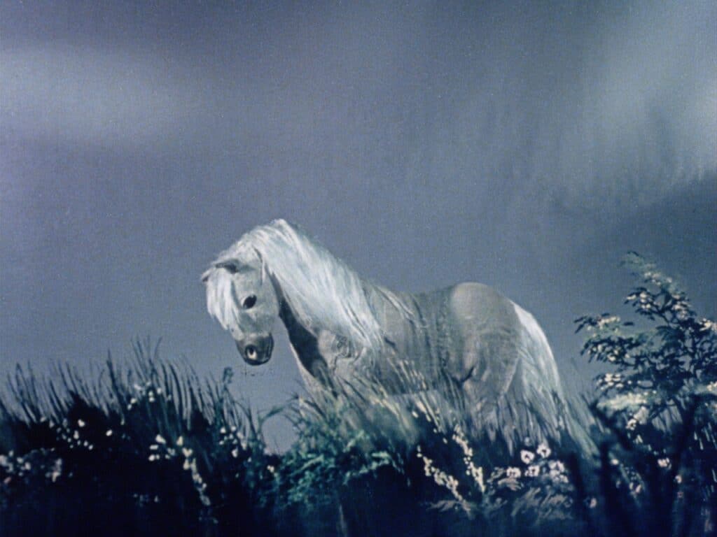 A horse leans into the wind